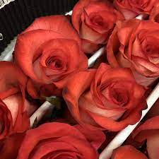 Maybe you would like to learn more about one of these? Miami Flowers Wholesale Facebook