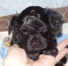 2.4 jackie s cockapoos and maltipoos of indiana. Maltipoo Puppies Pets And Animals For Sale Indiana