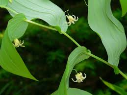 Image result for Streptopetalum