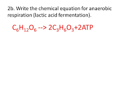 In food production, it may more broadly refer to any process in which the activity of microorganisms brings about a desirable change to a foodstuff or beverage. Investigation Muscle Fatigue Anaerobic Respiration Ppt Video Online Download