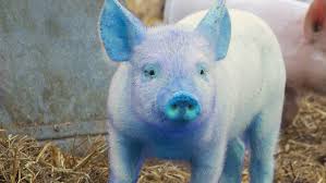 Со свиным рылом да в культурку