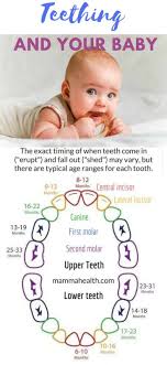 Is My Baby Teething What Teeth Are Coming In Great Information For New Moms And Their Growing Bab Baby Teething Symptoms Baby Remedies Baby Teething Remedies