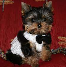 Priceless Yorkie Puppy Yorkie Puppy For Sale Yorkie Puppy Yorkie