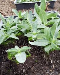 Winter Lisianthus Lisianthus Plants Winter