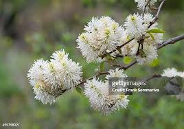 Image result for Hamamelidaceae