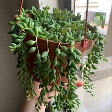 Image result for root-tail