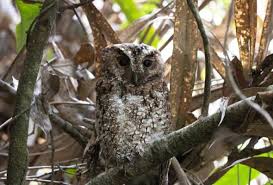 Maybe you would like to learn more about one of these? Spesies Burung Hantu Bermata Oren Ditemui Di Sabah Selepas 125 Tahun Astro Awani