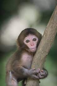 The Story Of This Orphaned Baby Monkey Is Straight Out Of A Cute Baby Monkey Baby Animals Funny Sleeping Animals