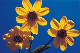 pin en flores de chile