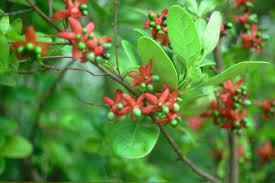 Image result for Ochna natalitia