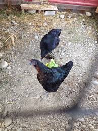 Black Australorp Egg Color Black Australorp Rhode Island Red Cross In 2020 Best Egg Laying Chickens Chickens Backyard Raising Backyard Chickens