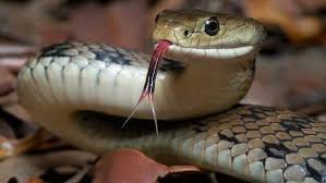 أفعى تبتلع أخرى تزيدها حجما في مشهد نادر صور Snake Photos Snake Reptiles