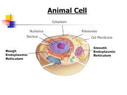 We did not find results for: Cell Structure And Functions Ppt Video Online Download