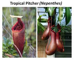 Medium to fast sizes available: 8 Exotic Plant Species And Their Abilities