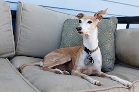 Looking to cut down on car insurance costs? 5 Surprising Facts You May Not Know About Pet Insurance Vet In Franklin Acorn Animal Hospital