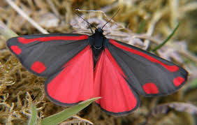 Black And Red Caterpillar Uk Red And Black Butterfly With Images Beautiful Butterflies Butterfly Chrysalis Colorful Moths