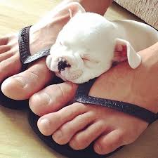 We Love Dogs Usa On Twitter Today S Adorable Puppy Is A Baby White Boxer Https T Co Nrppp3ogq7 Twitter
