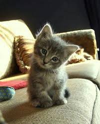 Elif Aslan Adli Kullanicinin Cats Panosundaki Pin Sevimli Kedi Yavrulari Sevimli Kediler Sevimli Hayvan Yavrulari