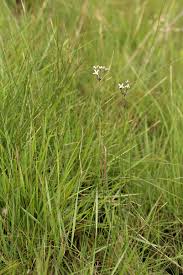 Image result for Kohautia