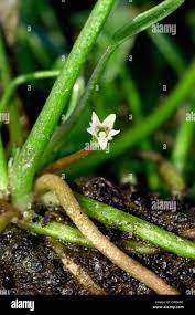 Image result for Limosella