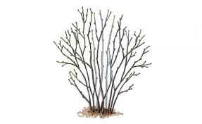 Lavendel schneiden, aber wie und wann? Haselnuss Richtig Schneiden Mein Schoner Garten