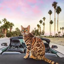 Gezgin Kedi Suki Den Kartpostallik 20 Manzara Fotografi Kedi Hayvanlar Cok Sirin Hayvanlar
