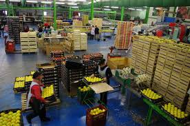 N Chanas Metral Fruits Reprend La Cooperative Chanabel
