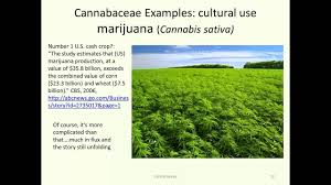 Image result for Cannabaceae