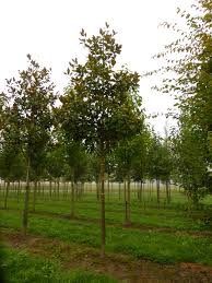 Image result for Galiniera