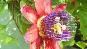 Maybe you would like to learn more about one of these? Plant Passion Flowers To Attract Three Butterflies
