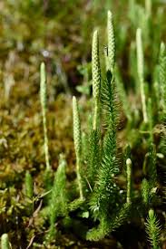Image result for Lycopodium clavatum