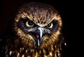 Bird Crying Like A Baby 10 Legendary Monsters Of North America Part Two Scary Owl Owl Photos Owl