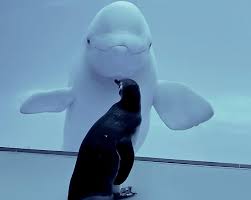 1) a variation of a penguin. Die Pinguin Expedition Auf Tour Im Leeren Aquarium