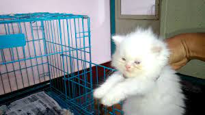 Cat lovers in india will swear by the charms of these cat breeds, cats undoubtedly have become the new dogs in an indian household, so much so, that a mars india study put persian, siamese cats and short haired indian cat breeds as most popular among the forty plus lakh cats in india. Persian Cat Kitten Price In India Persian Cat Price In India Youtube