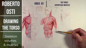 Muscles of the torso diagram. Drawing The Torso Skeleton Volumes And Muscles Online Class Intro Youtube