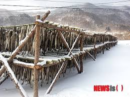 강원도 고립공원 /태백산 설경속의 눈꽃 세상에 대한 이미지 검색결과