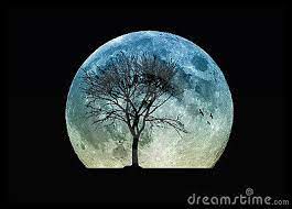 Tree Silhouette And The Moon Tree Silhouette Celtic Tree Astrology Celtic Tree