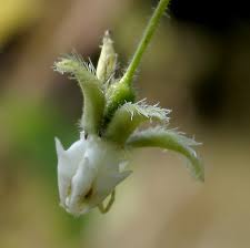 Image result for Pergularia