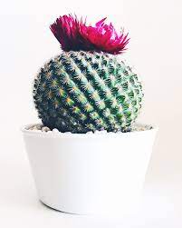 5 Care Tips To Keep Your Cactus Happy Tips West Coast Gardens Cactus Care Kinds Of Cactus Cactus Plants
