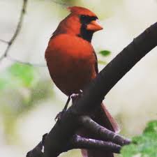 Red Birds That Look Like Cardinals Male Northern Cardinal Northern Cardinal Cardinal Male