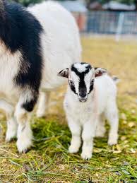 First time kidding season here 🙋🏻‍♀️ My doe delivered a single healthy  buckling 3 days ago. She's eating/drinking and acting normally, but I  noticed there is fresh blood discharge today. Is that