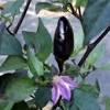 Purple naga jolokia originates from india. Https Encrypted Tbn0 Gstatic Com Images Q Tbn And9gcs2m748h8my Ltbzens A Cls3fxzsut3z5hiquirzedmqcxtnq Usqp Cau