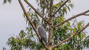 Alina Buryachenko onlyfans- my partner and I found an AD- featuring Burçin Erol