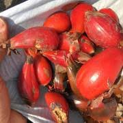 Image result for Grewia mildbraedii