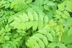 Image result for Gliricidia