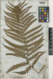 Image result for Christella chaseana