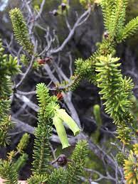 Hairytube Heath (Trees of the Cape Peninsula) · iNaturalist