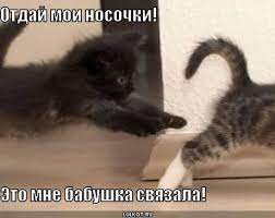 Смешные картинки кошек с надписями » SFW - So Fucking What