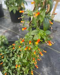 Image result for Manettia