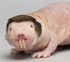 Show me a picture of a mole rat. Blog Naked Mole Rats Diss Gompertz Law Delta Optimist